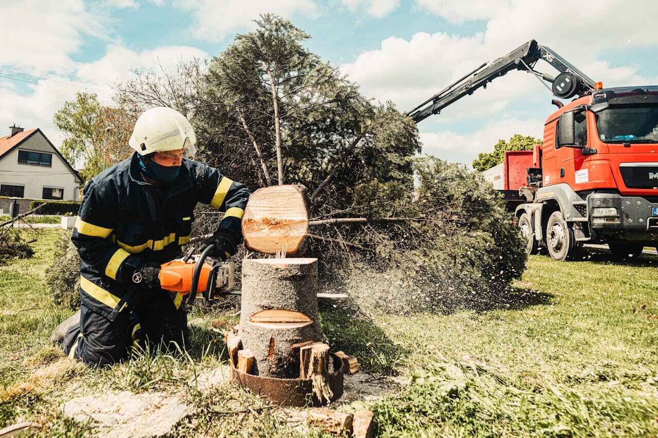 Shepherdstown, WV Tree Service Company